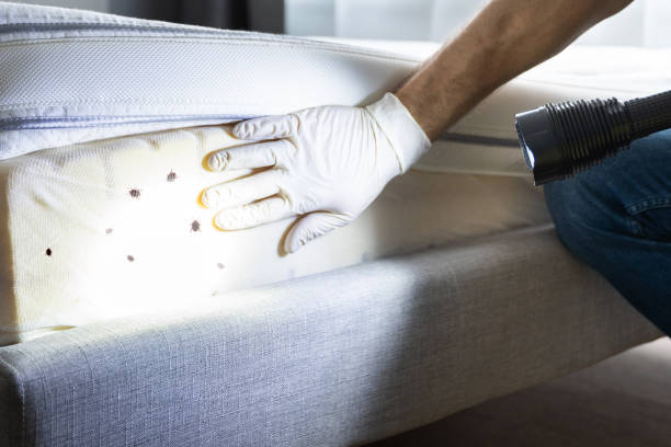 Best Affordable Pest Control Services  in La Feria, TX